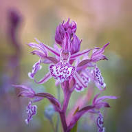 Purple Monkey Face Orchid Flower Seeds – Heirloom, Non-GMO, High Germination Organic Garden Seeds for Planting