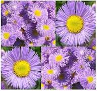 Perennial Erigeron Flower Seeds Purple – Heirloom, Non-GMO, High Germination Organic Garden Seeds for Planting