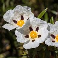 White Cistus Flower Seeds – Heirloom, Non-GMO, High Germination Organic Garden Seeds for Planting