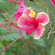 Pinke Poinciana Blumensamen – Alte Sorte, gentechnikfrei, hohe Keimfähigkeit, Bio-Gartensamen zum Pflanzen
