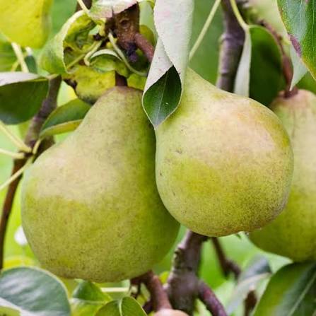 Green Pear Fruit Seeds for Planting – Heirloom Non-GMO High Germination Organic Garden Seeds