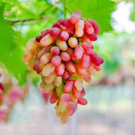 Green Red Finger Grape Seeds Heirloom Non-GMO High Germination Organic Garden Seeds for Planting