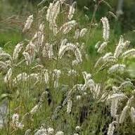 Yellow Organic Sanguisorba Flower Seeds – Heirloom, Non-GMO, High Germination Seeds