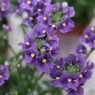 Purple Nemesia Flower Seeds – Heirloom, Non-GMO, High Germination Organic Garden Seeds for Planting