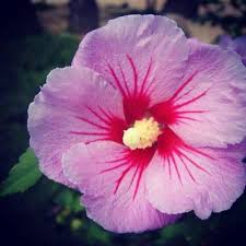 Red Pink Hibiscus Flower Seeds Heirloom Non-GMO High Germination Organic Garden Seeds