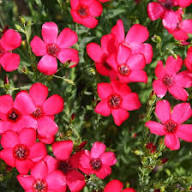 Red Linum Grandiflorum Flower Seeds for Planting – Heirloom, Non-GMO, High Germination Organic Garden Seeds
