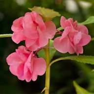 Rosa Balsam-Blumensamen – Alte Sorte, gentechnikfrei, hochkeimende Bio-Gartensamen zum Pflanzen