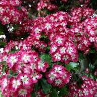 Red Hawthorn Flower Seeds – Heirloom Non-GMO High Germination Organic Garden Seeds for Planting