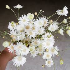 White Xeranthemum Flower Seeds – Heirloom, Non-GMO, High Germination Organic Garden Seeds