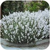 White Lavender Flower Seeds for Planting – Heirloom Non-GMO High Germination Organic Garden Seeds