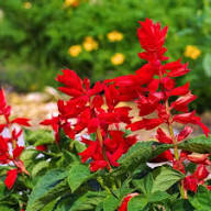 Red Sage Flower Seeds Heirloom Non-GMO High Germination Organic Garden Seeds for Planting