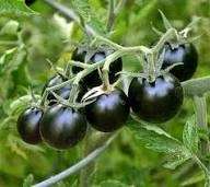 Tomatenanbau Purpursamen – Alte Sorte, gentechnikfrei, hohe Keimrate, Bio-Gartensamen