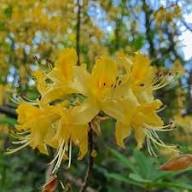 Yellow Rhododendron Flower Seeds for Planting – Heirloom Non-GMO High Germination Organic Garden Seeds