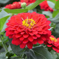 Zinnia Flower Seeds Red – Heirloom Non-GMO High Germination Organic Garden Seeds
