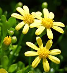 Yellow Cineraria Flower Seeds – Heirloom, Non-GMO, High Germination Organic Garden Seeds