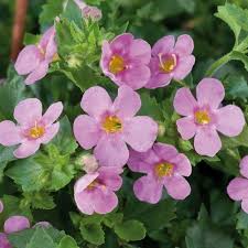 Bacopa Flower Seeds Pink For Planting Heirloom Non-GMO High Germination Organic Garden Seeds for Planting