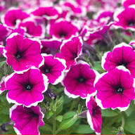 Rare Pink Petunia Flower Seeds Heirloom Non-GMO High Germination Organic Garden Seeds for Planting