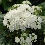 White Ageratum Flower Seeds – Heirloom, Non-GMO, High Germination Organic Garden Seeds for Planting