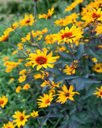 Yellow Red Heliopsis Flower Seeds – Heirloom, Non-GMO, High Germination Organic Garden Seeds for Planting