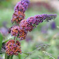 Violet Buddleja Flower Seeds – Heirloom Non-GMO High Germination Organic Garden Seeds