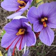 Purple Crocus Flower Seeds for Planting Heirloom Non-GMO High Germination Organic Garden Seeds