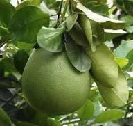 Green Pomelo Citrus Seeds for Planting – Heirloom Non-GMO High Germination Organic Garden Seeds