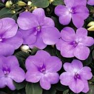 Impatiens Flower Seeds Purple Heirloom Non-GMO High Germination Organic Garden Seeds for Planting