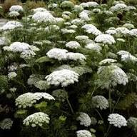 Semillas de flor Visnaga blanca, reliquia, sin OMG, alta germinación, semillas orgánicas para jardín para sembrar