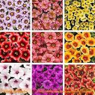 Pieces Mixed Calibrachoa Flower Seeds – Heirloom, Non-GMO, High Germination Organic Garden Seeds for Planting