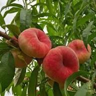 Donut Peach Saturn Peach Fruit Seeds for Planting Heirloom Non-GMO High Germination Organic Garden Seeds