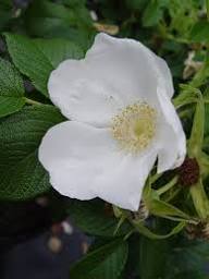Rugosa Flower Seeds for Planting – Heirloom, Non-GMO, High Germination Organic Garden Seeds