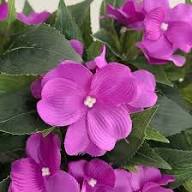 Pink Impatiens Flower Seeds – Seeds for Planting, Heirloom, Non-GMO, High Germination Organic Garden Seeds
