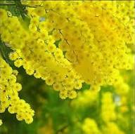 Yellow Acacia Baileyana Flower Seeds – Heirloom, Non-GMO, High Germination