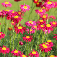 Pink Pyrethrum Daisy Perennial Flower Seeds Heirloom Non-GMO High Germination Organic Garden Seeds for Planting