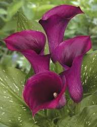 Purple Callalily Flower Seeds for Planting – Heirloom Non-GMO High Germination Organic Garden Seeds Seeds for Planting