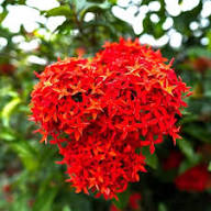 Red Ixora Flower Seeds – Heirloom, Non-GMO, High Germination Seeds