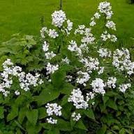 White Lunaria Rediviva Flower Seeds for Planting – Heirloom Non-GMO High Germination Organic Garden Seeds