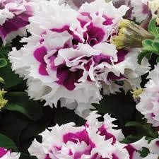 Violet White Double Petunia Flower Seeds Heirloom Non-GMO High Germination Organic Garden Seeds for Planting