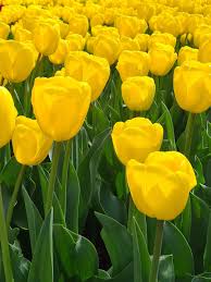 Gelbe Tulpen Blumensamen Alte Sorte Gentechnikfrei Hohe Keimrate Bio-Gartensamen