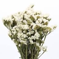 Statice Flower Seeds White Heirloom Non-GMO High Germination Organic Garden Seeds for Planting