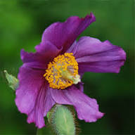 Purple Meconopsis Flower Seeds – Heirloom, Non-GMO, High Germination Organic Garden Seeds for Planting Seeds for Planting