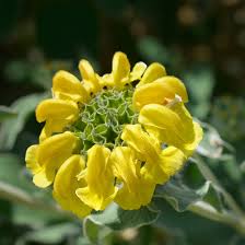 Phlomis Flower Seeds for Planting – Heirloom, Non-GMO, High Germination Organic Garden Seeds
