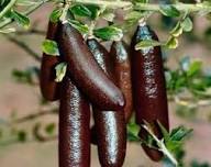 Mixed Fingerlime Seeds – Heirloom, Non-GMO, High Germination Organic Garden Seeds for Planting