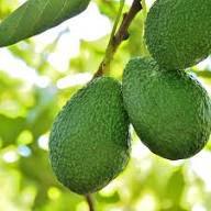 Carmen Hass Avocado Seeds for Planting – Heirloom Non-GMO High Germination Organic Garden Seeds