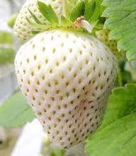 White Strawberry Seeds Heirloom Non-GMO High Germination Organic Garden Seeds for Planting