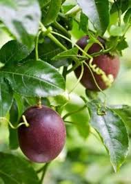 Passion Seeds Orange Heirloom Non-GMO High Germination Organic Garden Seeds for Planting