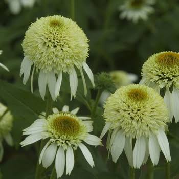 Coconut Lime Echinacea Purpurea Coneflower flower seeds for planting, heirloom non-GMO garden seeds with creamy white blooms and lime green centers