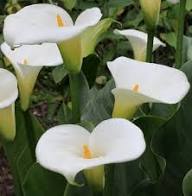 White Bonsai Calla Lilly Flower Seeds Heirloom Non-GMO High Germination Organic Garden Seeds