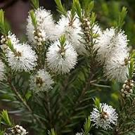 White Melaleuca Alternifolia Flower Seeds Heirloom Non-GMO High Germination Organic Garden Seeds