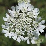 White Orlaya Flower Seeds – Heirloom, Non-GMO, High Germination Organic Garden Seeds for Planting